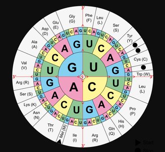 Genetic Code Wheel