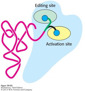 Editing and Activation Sites in Synthetase