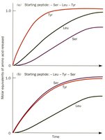 Graph showing major quantities of amino acids released over time for different starting peptides