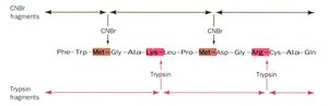 Diagram showing CNBr and trypsin cleavage sites in a peptide sequence