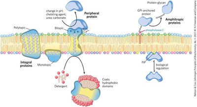 Monotopic proteins