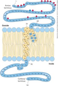 Polytopic proteins