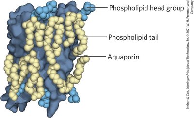 Hydropathy index table