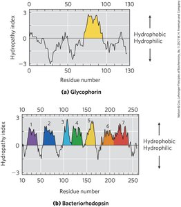 β-barrel membrane proteins