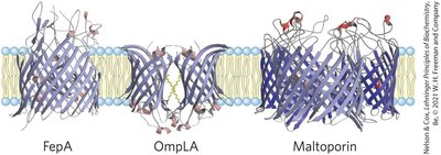 Amino acid locations relative to bilayer