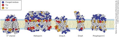 Covalently attached lipids anchor membrane proteins