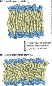 Fatty acid composition affects membrane fluidity
