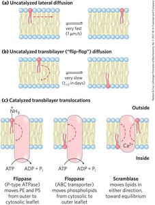 Flippase mechanism