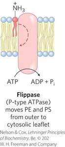 Floppase mechanism