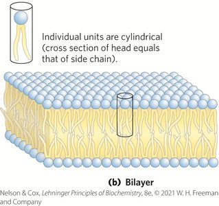 Bilayer formation