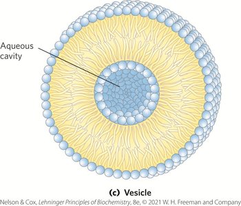 Vesicle formation