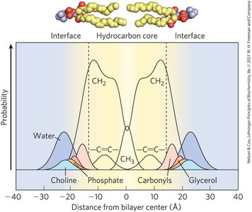 Distribution of membrane lipids in an artificial membrane
