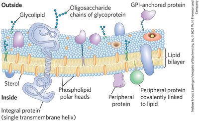 Fluid mosaic model of membrane
