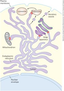 Endomembrane system