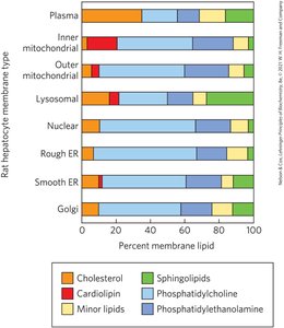 Lipid composition of plasma and organelle membranes