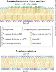 Membrane trafficking and lipid distribution