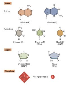 Nucleoside and nucleotide structure