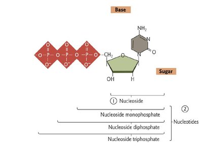Nucleotide functions: ATP, CoA, cAMP