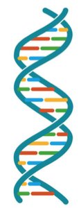 Stylized DNA double helix