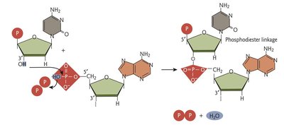 Base pairing in DNA