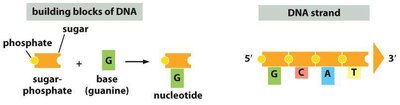 Hydrogen bonding between base pairs