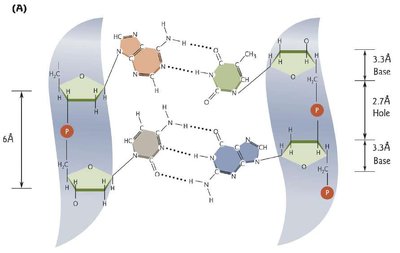 Major and minor grooves in DNA