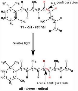 cis-trans isomerization of retinal in vision