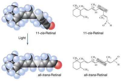 cis-trans isomerization of retinal in vision (molecular models)