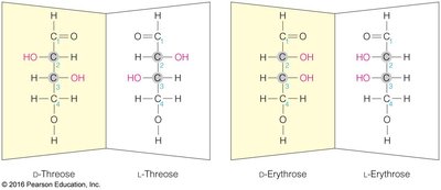 Aldotetroses: D- and L-threose, D- and L-erythrose
