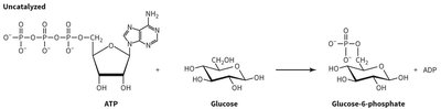 Uncatalyzed reaction of ATP and glucose forming glucose-6-phosphate