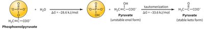 Phosphoenolpyruvate hydrolysis and tautomerization