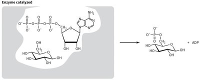 Enzyme-catalyzed phosphorylation of glucose