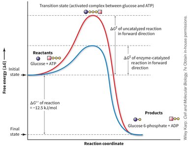 Reaction coordinate diagram for glucose phosphorylation