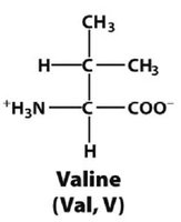 Valine structure