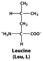 Leucine structure
