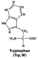 Tryptophan structure