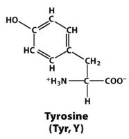 Tyrosine structure