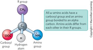 General structure of an amino acid