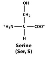 Serine structure