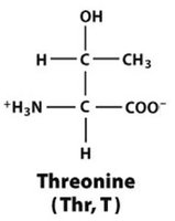 Threonine structure