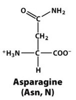 Asparagine structure