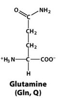 Glutamine structure