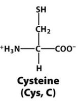Cysteine structure