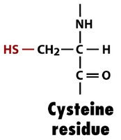 Cysteine residue structure