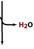 Water formation in disulfide bond