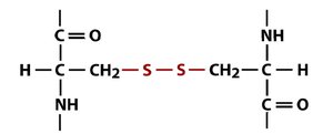 Disulfide bond between cysteines