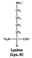 Lysine structure