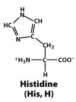 Histidine structure