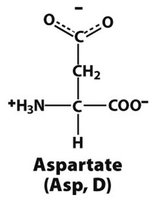 Aspartate structure