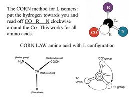 CORN rule for L isomers